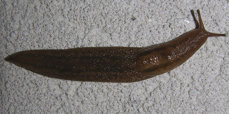 Ambigolimax valentianus (Lehmannia valentiana)
